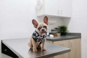 A dog receiving a veterinary examination