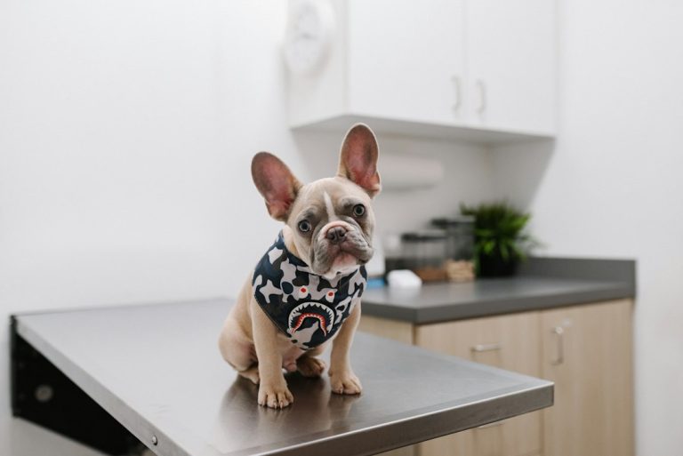 A dog receiving a veterinary examination