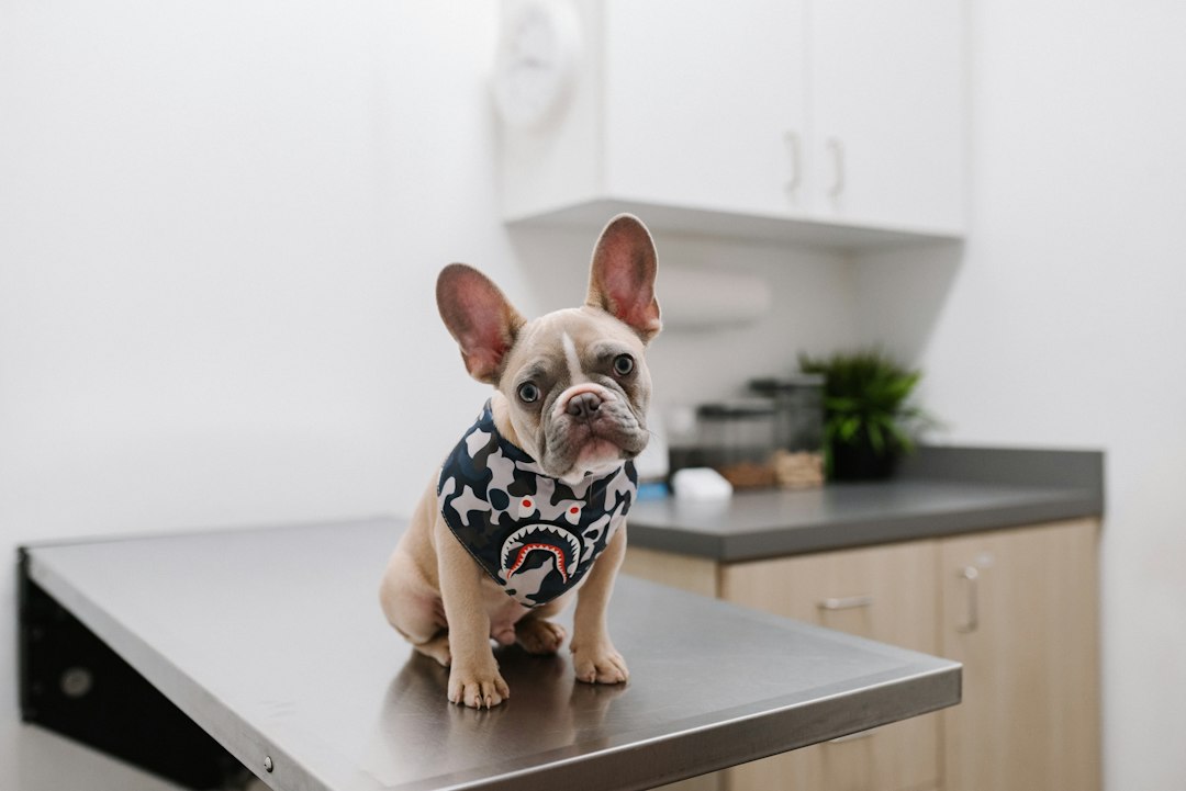 A dog receiving a veterinary examination