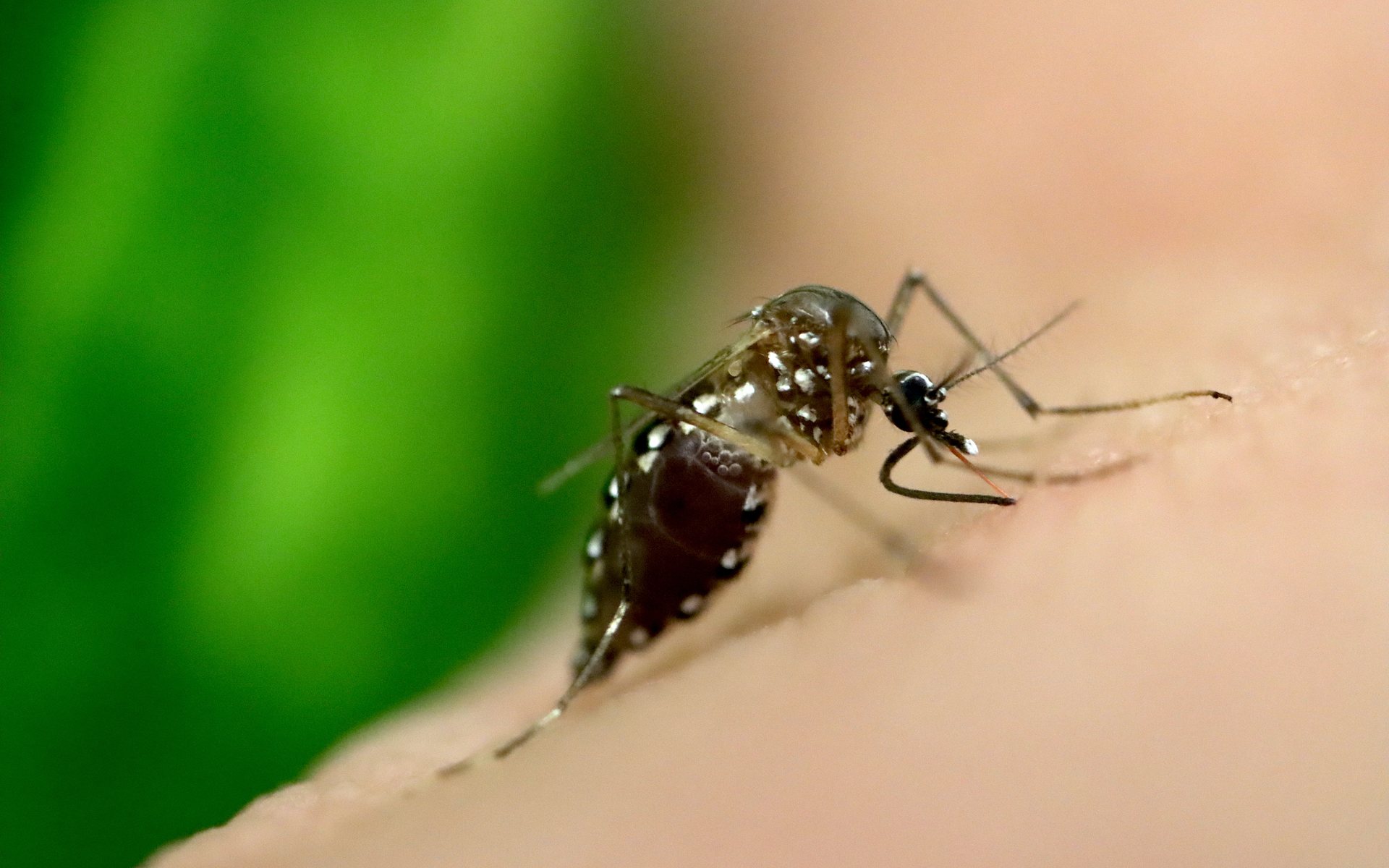 An Aedes aegypti mosquito, the species that spreads dengue, feeding on human skin